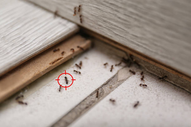 Best Pest Removal Services  in Lake Dallas, TX