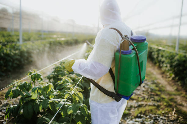 Best Wasp Removal Services  in Lake Dallas, TX